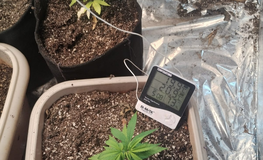 PCPR e GCM apreende cultivo de maconha durante operação com cães em Ponta Grossa