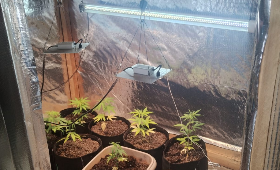 PCPR e GCM apreende cultivo de maconha durante operação com cães em Ponta Grossa