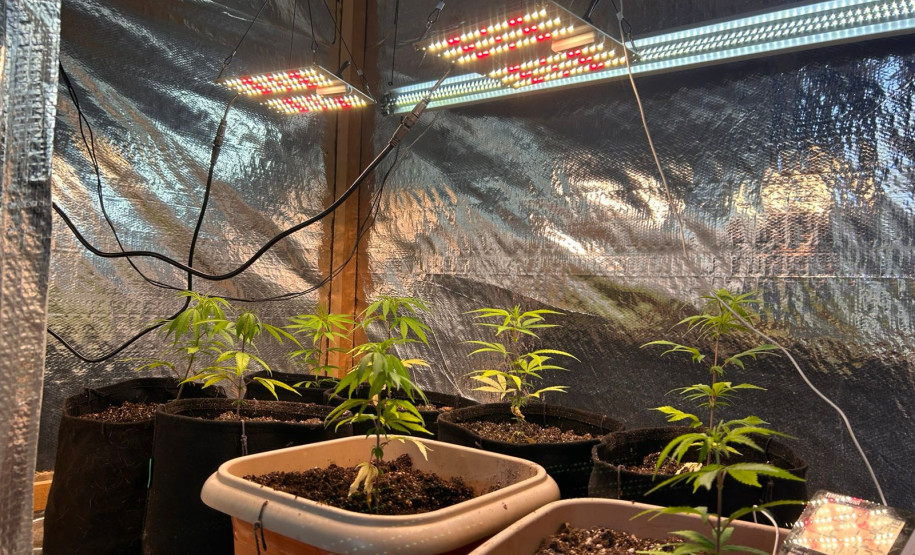 PCPR e GCM apreende cultivo de maconha durante operação com cães em Ponta Grossa