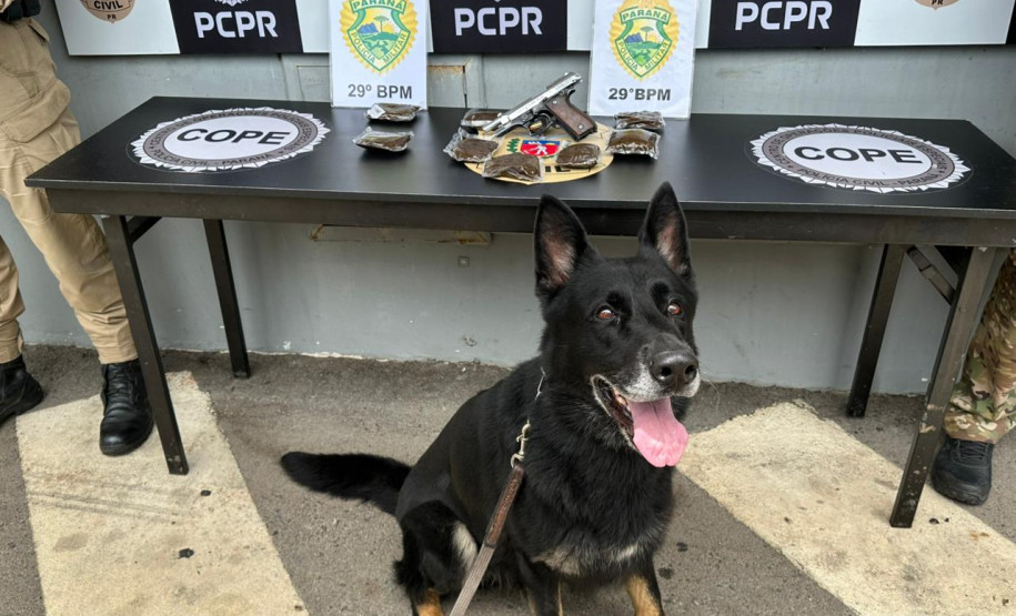 PCPR e PMPR apreendem quase 150 toneladas de drogas com apoio de cães em 2025