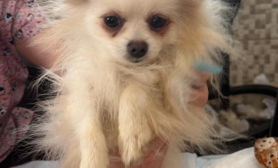 PCPR e PCIPR resgatam 50 cães em situação de maus-tratos em Piraquara