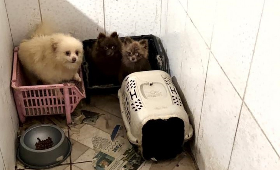 PCPR e PCIPR resgatam 50 cães em situação de maus-tratos em Piraquara