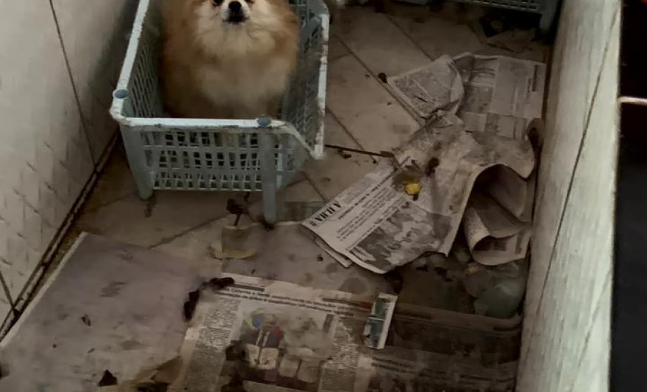 PCPR e PCIPR resgatam 50 cães em situação de maus-tratos em Piraquara