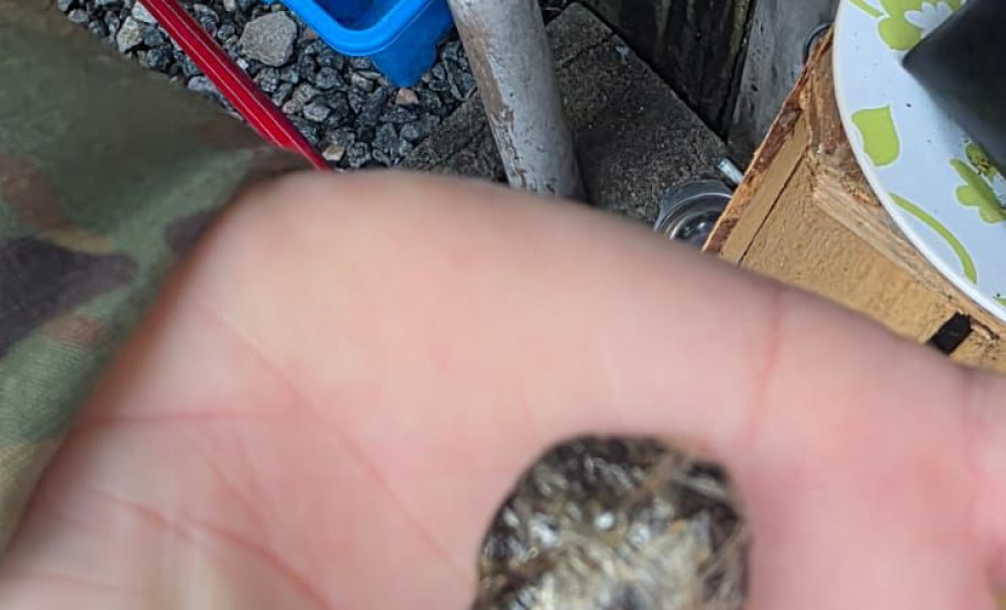 Forças de Segurança deflagram operação e prendem homem por homicídio ocorrido em Guaratuba