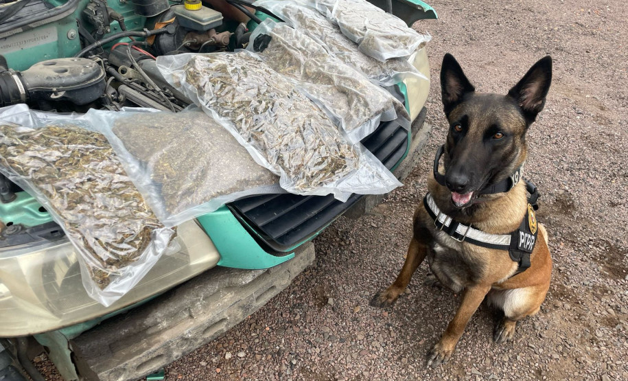 PCPR e PMPR apreendem quase 150 toneladas de drogas com apoio de cães em 2025