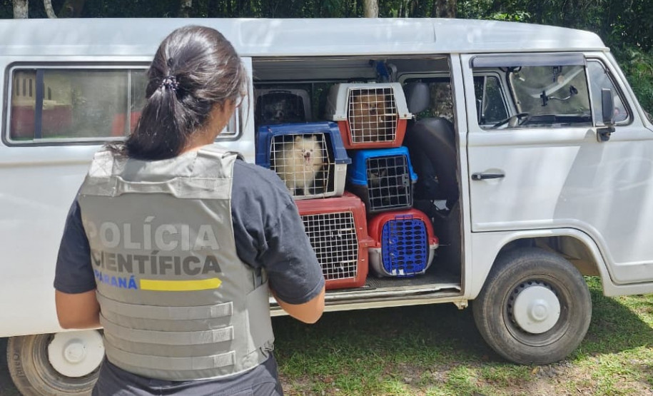 PCPR e PCIPR resgatam 50 cães em situação de maus-tratos em Piraquara
