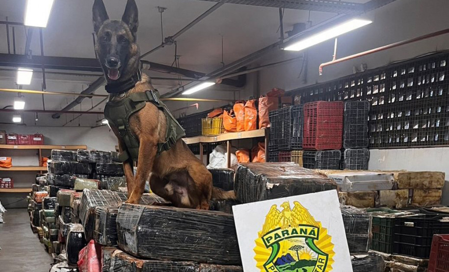 PCPR e PMPR apreendem quase 150 toneladas de drogas com apoio de cães em 2025