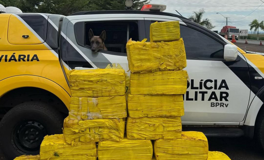 PCPR e PMPR apreendem quase 150 toneladas de drogas com apoio de cães em 2025