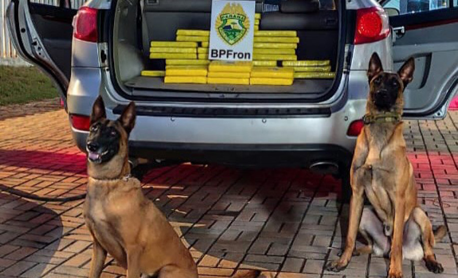 PCPR e PMPR apreendem quase 150 toneladas de drogas com apoio de cães em 2025