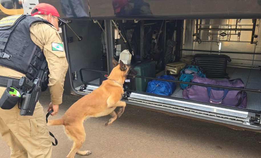 PCPR e PMPR apreendem quase 150 toneladas de drogas com apoio de cães em 2025