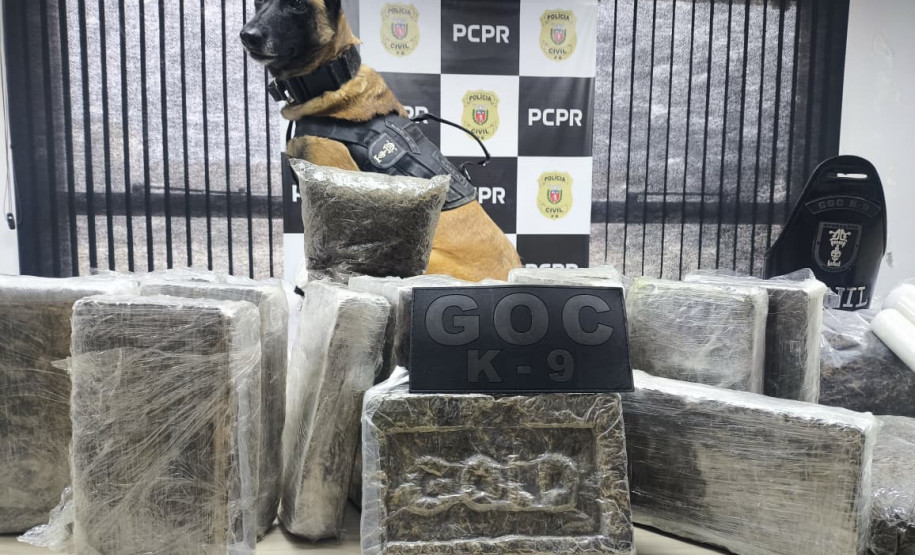 PCPR e GCM prendem homem em flagrante e apreende 30 kg de maconha modificada em Curitiba