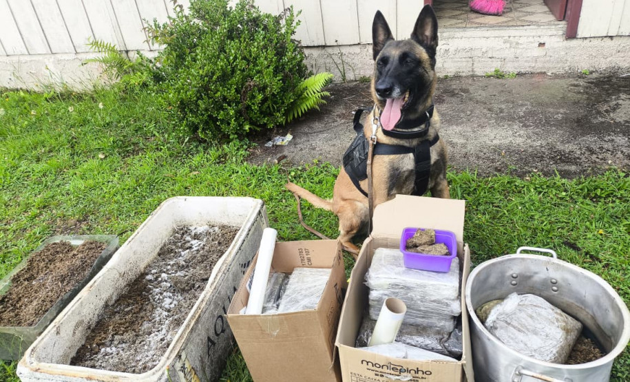 PCPR e GCM prendem homem em flagrante e apreende 30 kg de maconha modificada em Curitiba