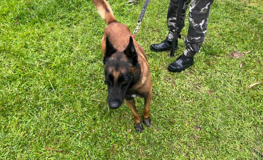 PCPR e PMPR prendem casal em flagrante por tráfico de drogas e associação ao tráfico de drogas em Quitandinha