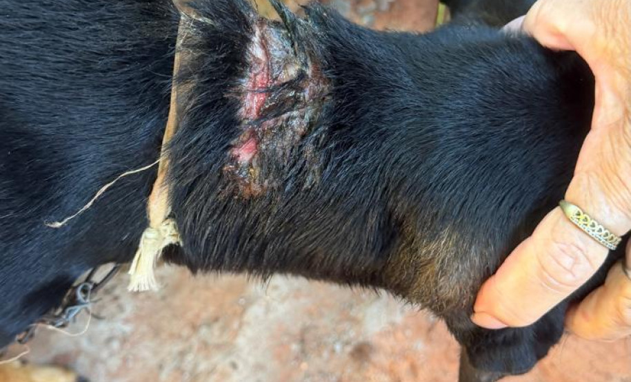 PCPR prende mulher em flagrante por maus-tratos aos animais em Alto Paraná