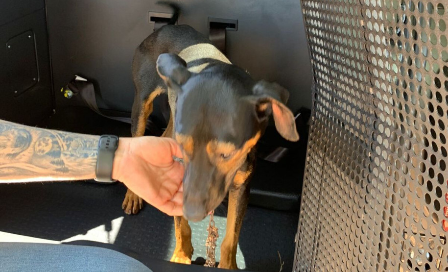 PCPR prende mulher em flagrante por maus-tratos aos animais em Alto Paraná