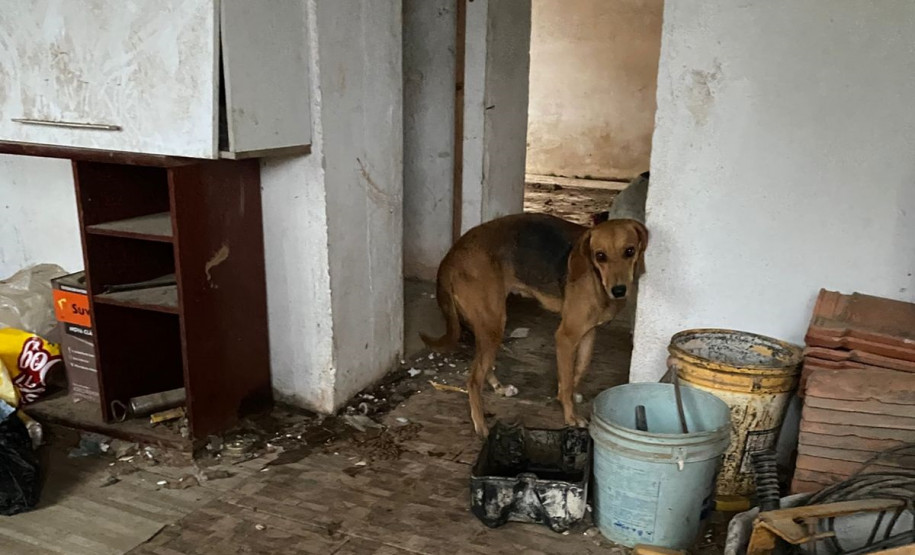 PCPR prende homem por posse irregular de arma e outros crimes em Araucária