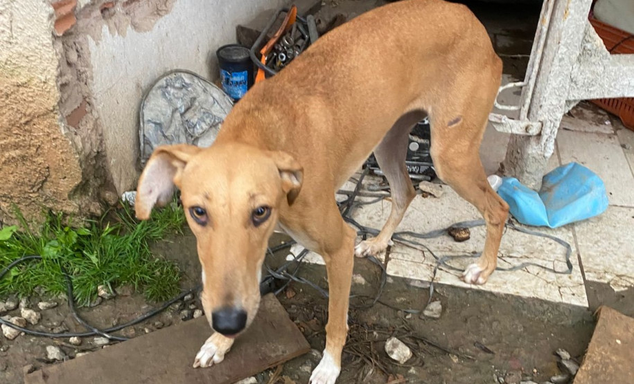 PCPR prende homem por posse irregular de arma e outros crimes em Araucária