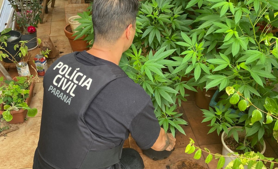 PCPR localiza laboratório de produção de maconha e prende homem em Londrina