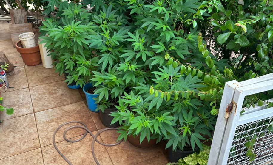 PCPR localiza laboratório de produção de maconha e prende homem em Londrina