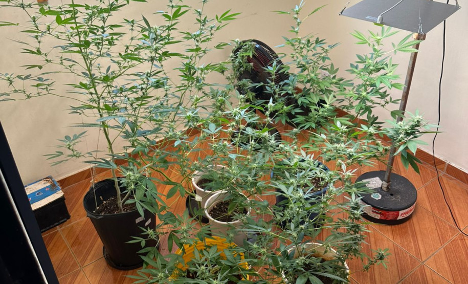 PCPR localiza laboratório de produção de maconha e prende homem em Londrina