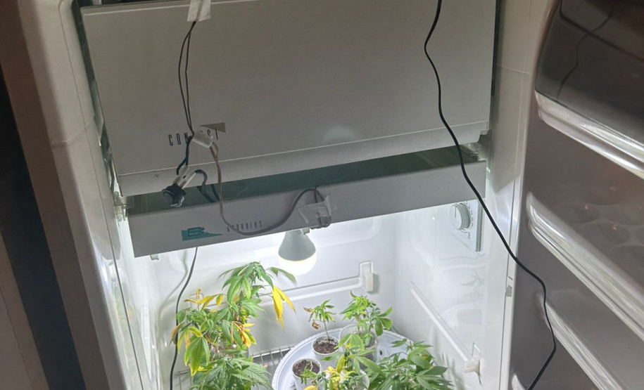 PCPR localiza laboratório de produção de maconha e prende homem em Londrina