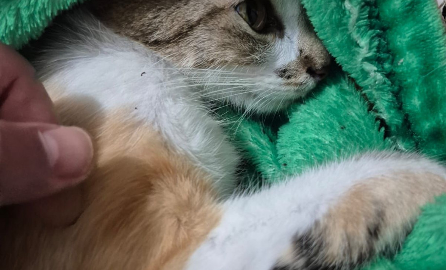 PCPR e PMPR prendem mulher estrangeira em flagrante por arremessar um gato de um prédio em Curitiba