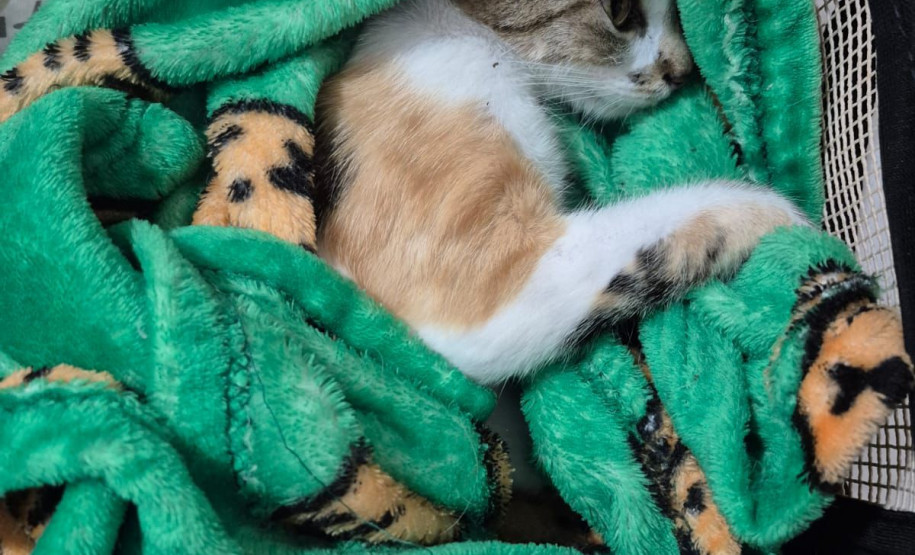 PCPR e PMPR prendem mulher estrangeira em flagrante por arremessar um gato de um prédio em Curitiba