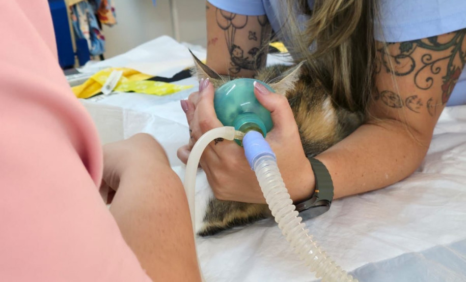 PCPR e PMPR prendem mulher estrangeira em flagrante por arremessar um gato de um prédio em Curitiba