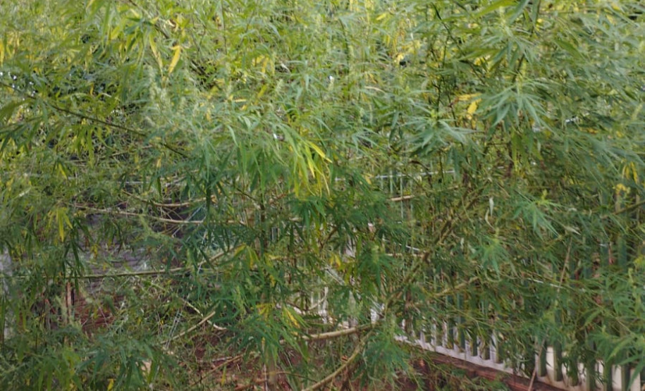 PCPR apreende pé de maconha em Mirador