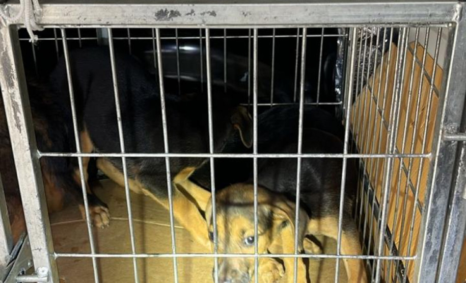 PCPR prende homem em flagrante por maus-tratos a animais em Rio Branco do Sul