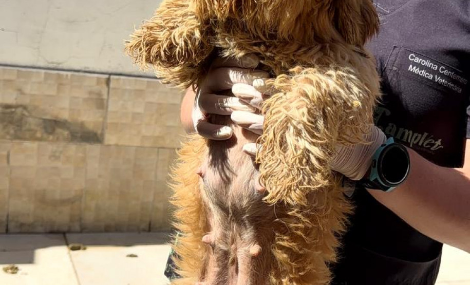 PCPR prende mulher em flagrante e resgata 80 animais em situação de maus-tratos em Curitiba