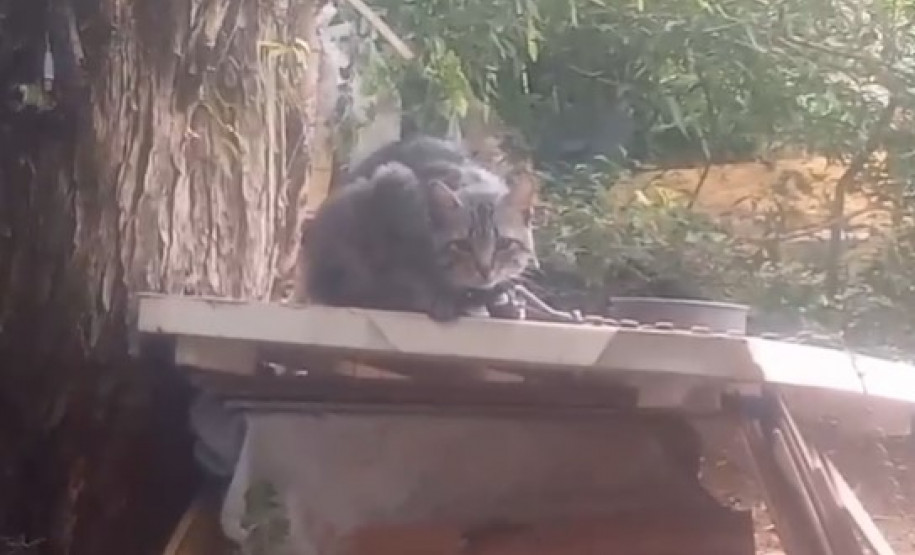 PCPR e Guarda Municipal prendem homem por maus tratos e resgata quatro gatos em Ponta Grossa