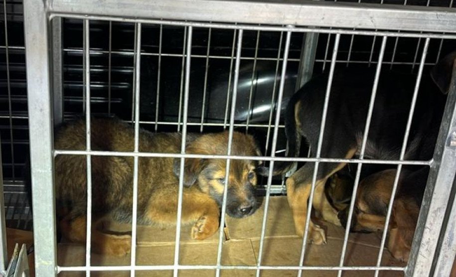 PCPR prende homem em flagrante por maus-tratos a animais em Rio Branco do Sul