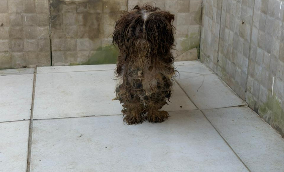 PCPR prende mulher em flagrante e resgata 80 animais em situação de maus-tratos em Curitiba