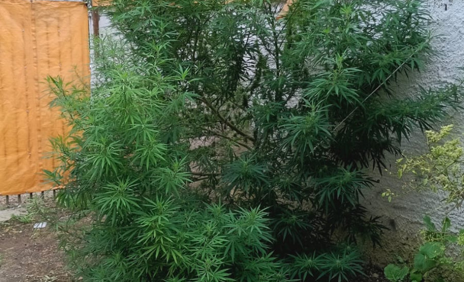 PCPR prende homem por tráfico de drogas e apreende animal silvestre durante operação em Curitiba