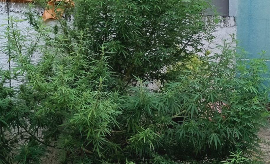 PCPR prende homem por tráfico de drogas e apreende animal silvestre durante operação em Curitiba