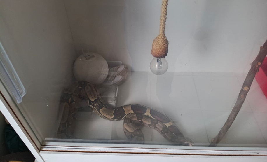 PCPR prende homem por tráfico de drogas e apreende animal silvestre durante operação em Curitiba