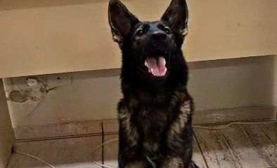 PCPR e GCM prendem homem em flagrante por tráfico de drogas em Ponta Grossa