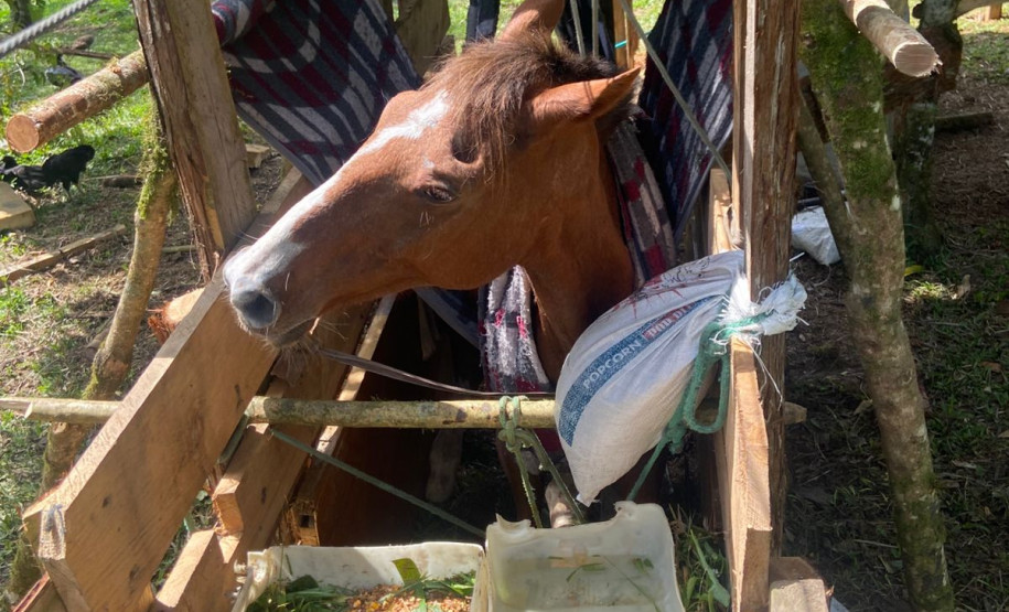 PCPR prende homem em flagrante por tráfico de drogas, maus-tratos a animal e outros delitos em Quatro Barras