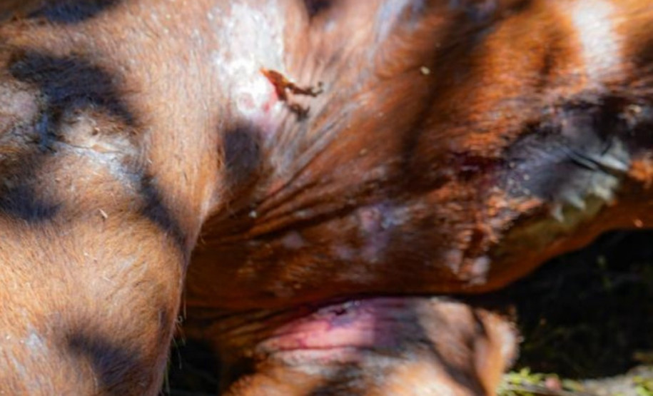 PCPR prende homem em flagrante por tráfico de drogas, maus-tratos a animal e outros delitos em Quatro Barras