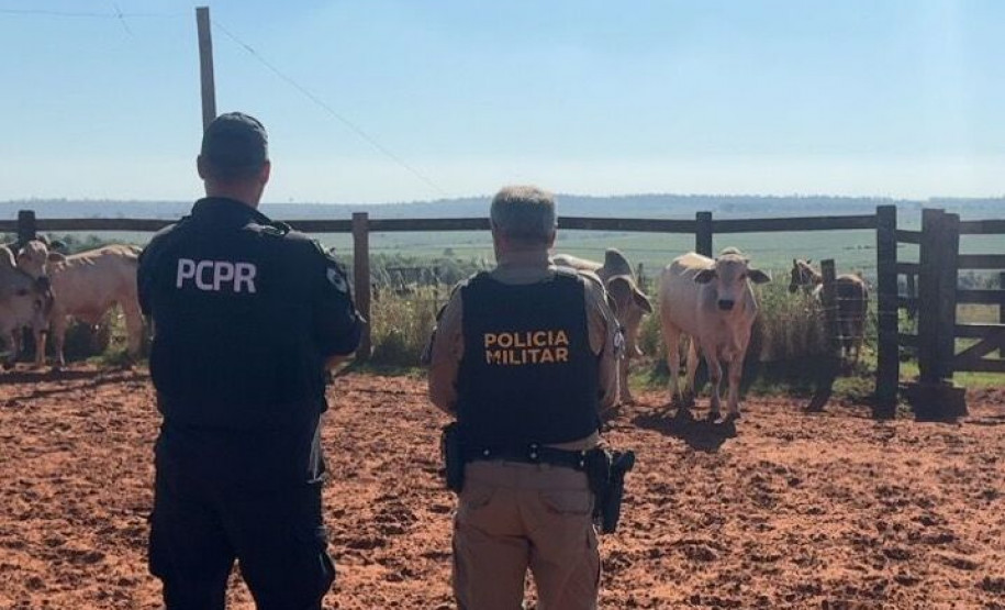 PCPR e PMPR recuperam bovinos furtados durante cumprimento de mandado em Alto Paraíso