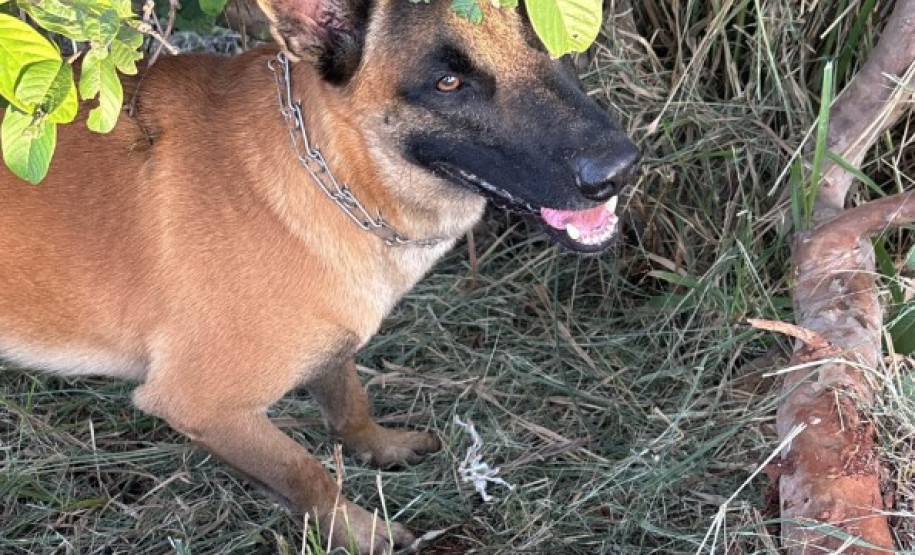PCPR e GCM prendem três pessoas durante operação em Londrina