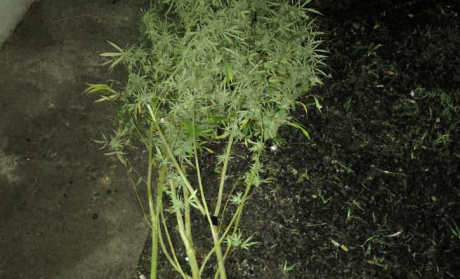 PCPR, PMPR e GCM prendem cinco pessoas e apreendem 11kg de entorpecentes em Rebouças