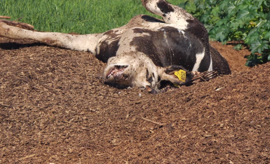 PCPR e IAT interrompem descarte irregular de carcaças bovinas e poluição ambiental em Carambeí