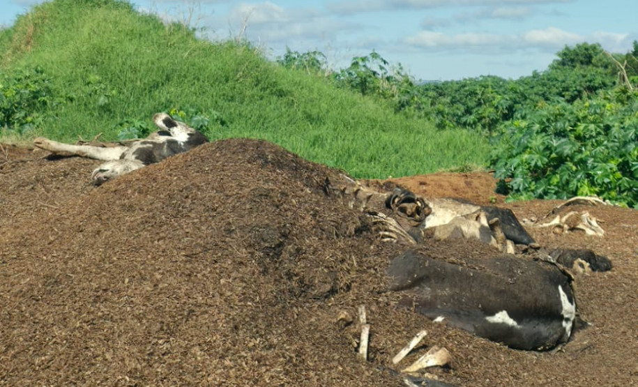 PCPR e IAT interrompem descarte irregular de carcaças bovinas e poluição ambiental em Carambeí