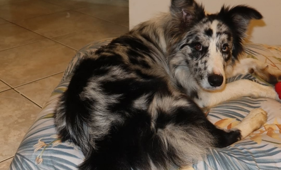 PCPR cumpre mandados de busca e apreensão referentes ao desa-parecimento de um cachorro em Campo Magro