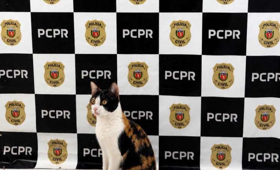 PCPR resgata gato após suposto furto em Cascavel