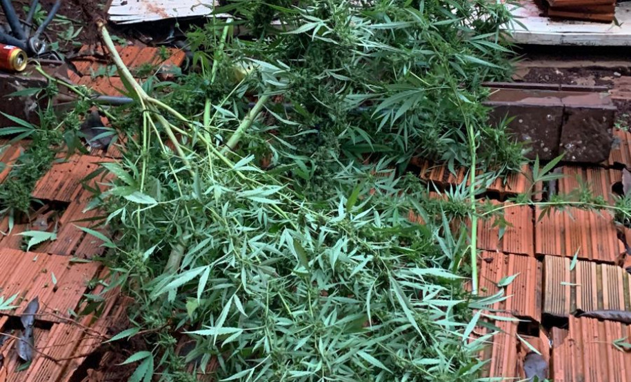 PCPR prende homem por tráfico de drogas e apreende pés de maconha no Norte do Estado