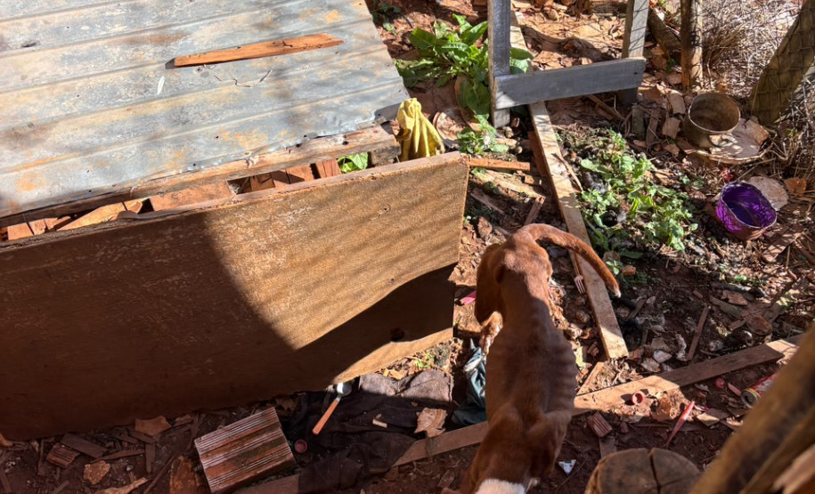 PCPR prende homem por maus-tratos a animal em Tibagi