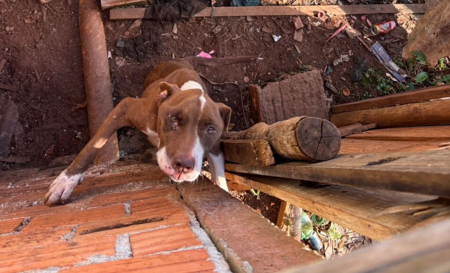 PCPR prende homem por maus-tratos a animal em Tibagi